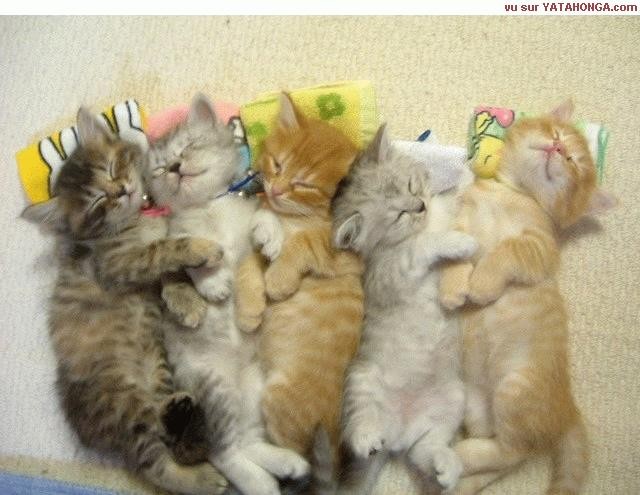 siesta.jpg